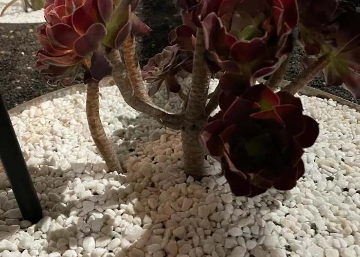 Estudio Olivina San Bartolomé