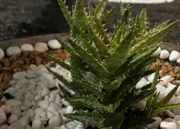 Estudio Olivina Lägenhet San Bartolomé