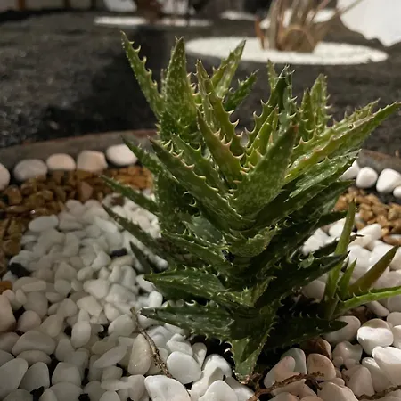 Estudio Olivina Appartement San Bartolomé