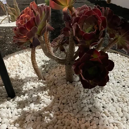 Estudio Olivina San Bartolomé